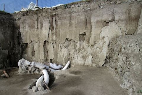 Researchers unearthed the remains of 14 mammoths inside human-made traps in Mexico.
