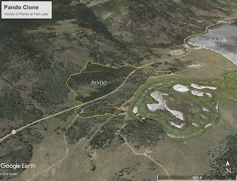 A view of Pando shows the 106-acre (43-hectare) extent of the individual aspen colony near Fish Lake, Utah.