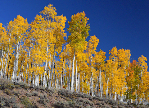 This stand of aspen trees in Utah is actually a single organism with more than 47,000 trunks.