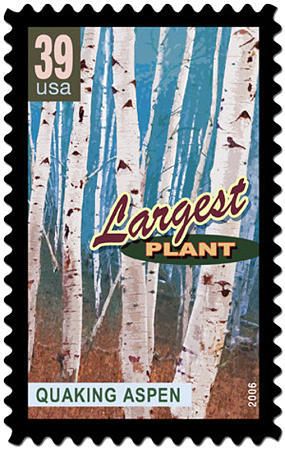 Pando Stamp