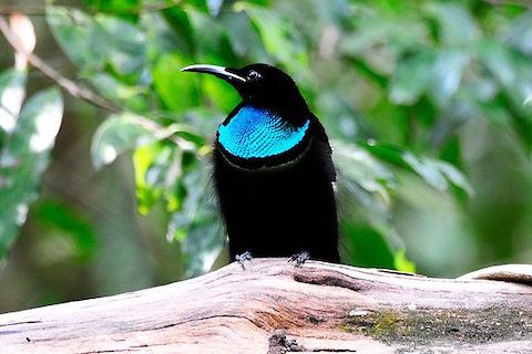 The magnificent riflebird from Australia has super-black feathers that absorb light from the visible spectrum. They are blacker than black.