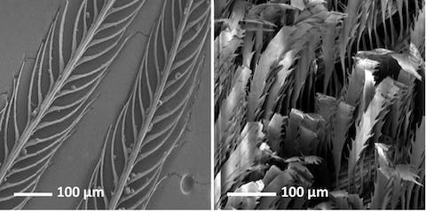 On the left, a normal black feather from a lesser melampitta, a black bird from New Guinea. On the right, a super-black feather from a paradise riflebird from Australia.