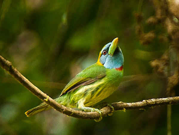 versicolored barbet 