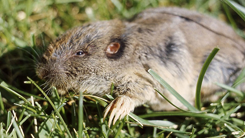 Pocket gopher, Yellowstone National Park.