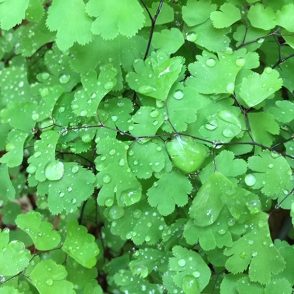 Maidenhair fern after a morning rain shower.