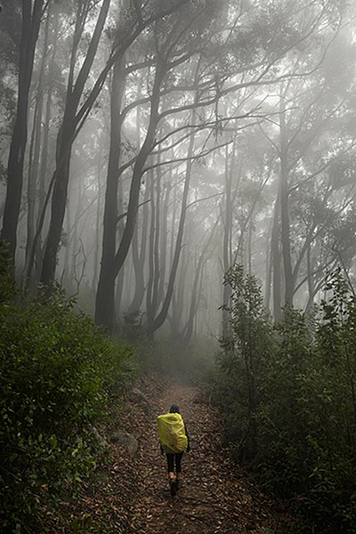 Rain in a misty forest.