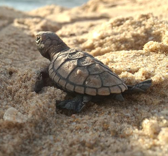 an endangered hawksbill turtle