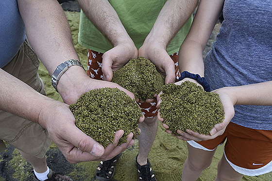   Green sand from Papakolea Beach in Hawaii