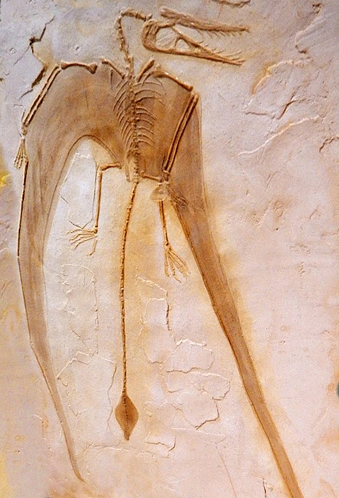 “beak-snouted pterosaur” 