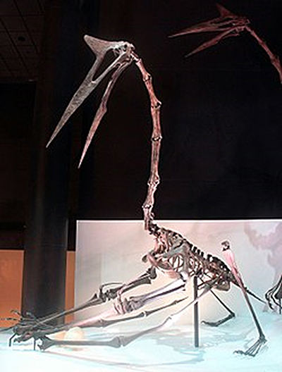 Restored Quetzalcoatlus northropi skeleton in quadrupedal stance
