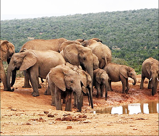 Elephants in the Addo Elephant National Park near Port Elizabeth, South Africa.