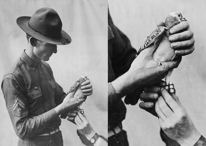 Attaching a message to a U.S. Army Signal Corps homing pigeon during World War I, circa 1917–18.