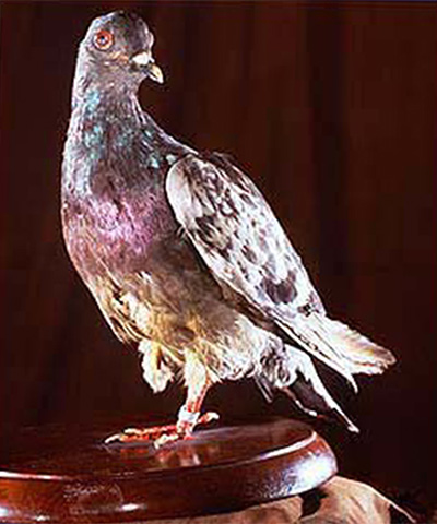 Heroic war pigeon Cher Ami on display at the Smithsonian Museum.