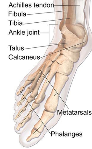 Anatomy of the human foot and ankle.