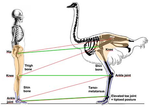 A comparison of the anatomy of human and ostrich legs