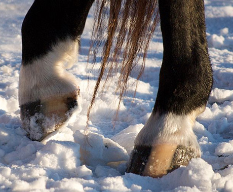 Horse hooves are the toenails of the enlarged middle toe of the horse.