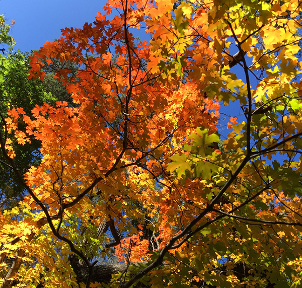 Vivid fall colors in Big Bend National Park, Texas.