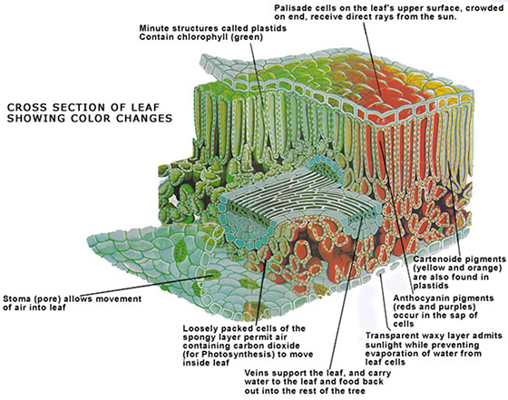 Cross section of a leaf, showing color changes