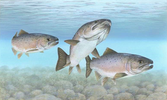 Atlantic salmon