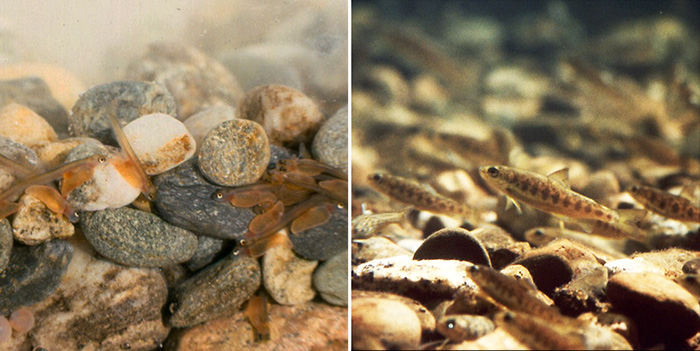 Atlantic salmon sac fry 