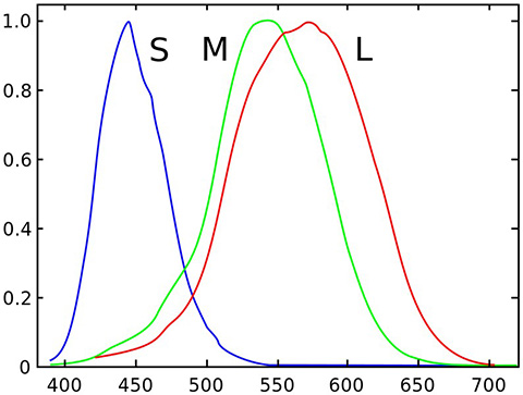 Response curves for blue, green, and red cones in the human eye