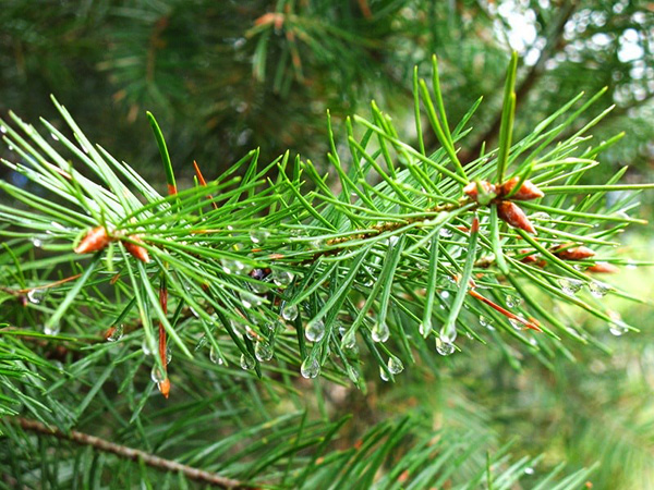 Pine needles stay green year-round