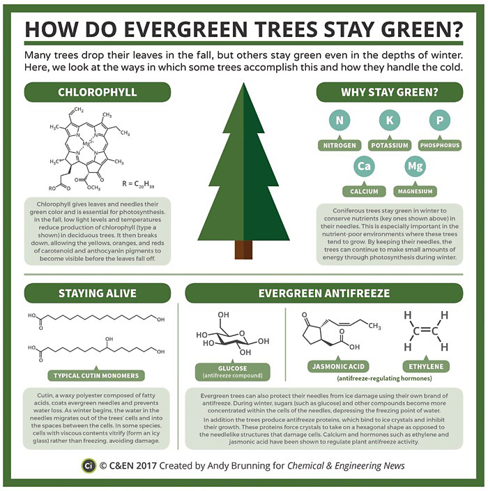 How Evergreen Trees Stay Green