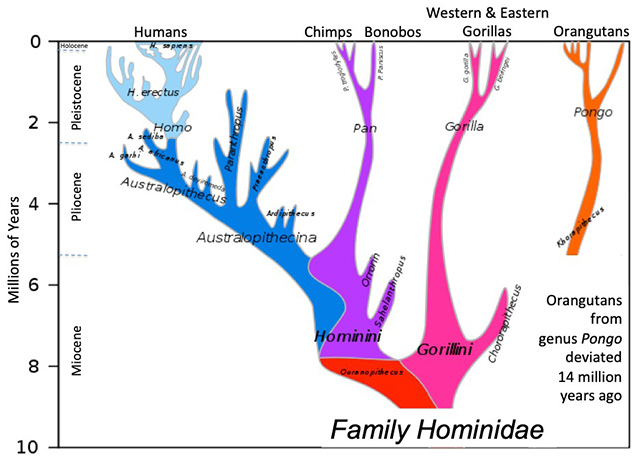phylogeny shows our closest relatives in the subfamily of Homininae