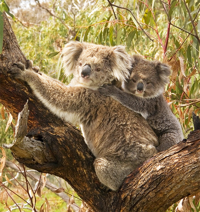 Koala mother with her joey.