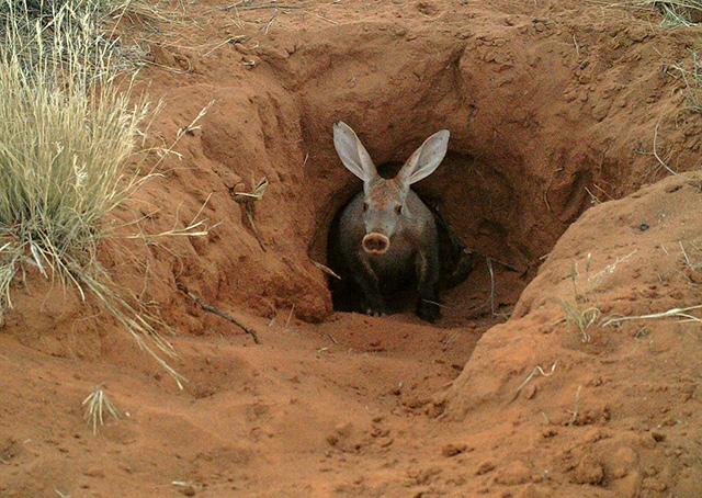 An aardvark emerges from its burrow