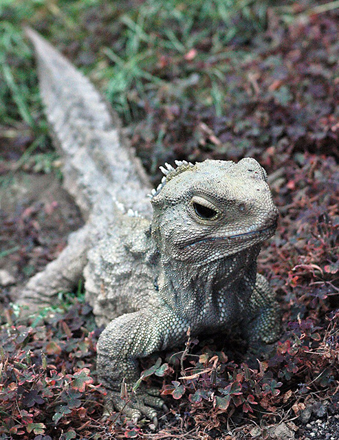 A male tuatara