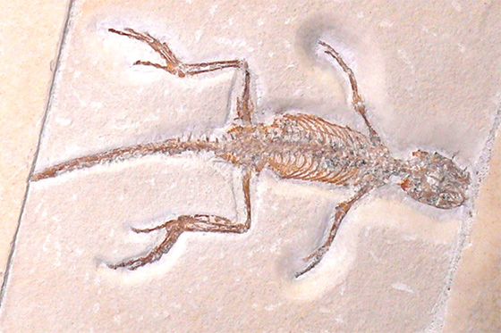 Fossil of a now-extinct Homeosaurus, a relative of today’s tuatara that lived about 145 million years ago.  Credit: Haplochromis (CC BY-SA 3.0 [https://creativecommons.org/licenses/by-sa/3.0/])