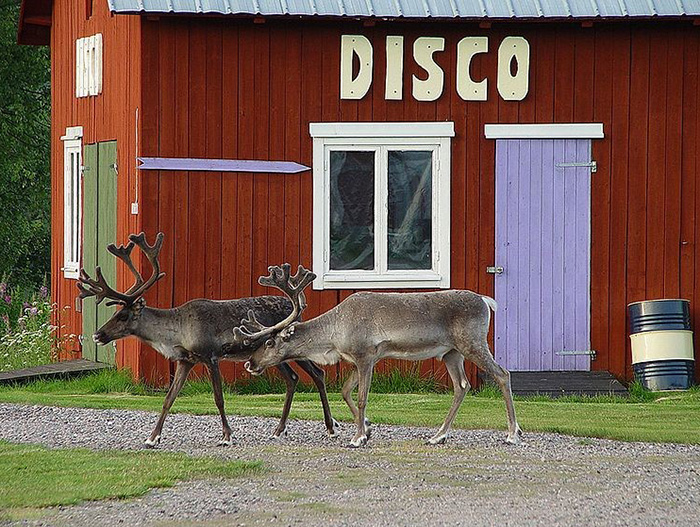 Reindeer in Lapland 