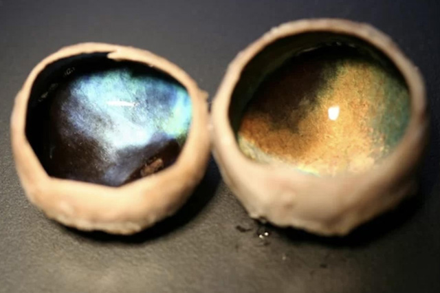 A blue eye from a reindeer that died in the winter (left), and a golden eye from one that died in summer.  