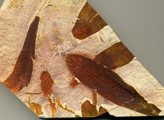Scott's party found Glossopteris leaf fossils like this one in Antarctica