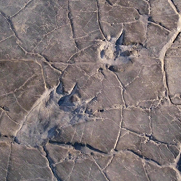 The oldest dinosaur footprints in Europe 