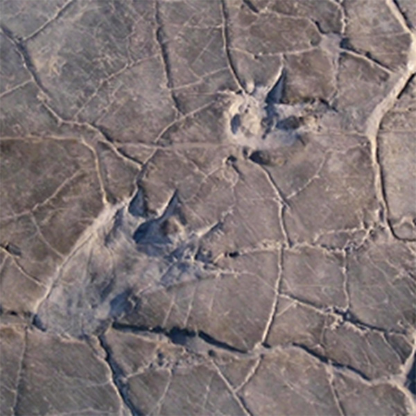 The oldest dinosaur footprints in Europe 