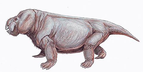 Kannemeyeriiform dicynodonts were herbivores from the Middle Triassic of Brazil 