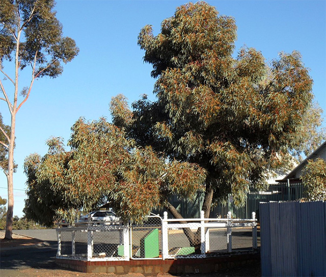 A eucalyptus tree and commemorative plaques mark the spot where gold was first found