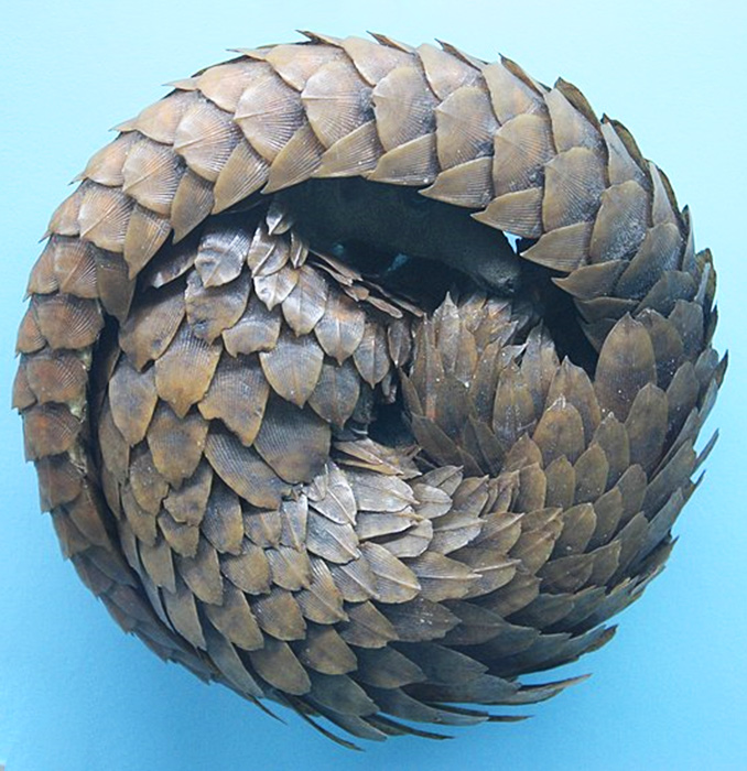 A pangolin in defensive posture