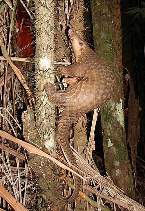 Pangolin, Manis javanica