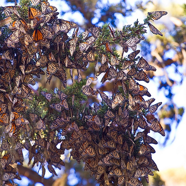 Monarch butterflies cluster for overwintering in the Monarch Grove Sanctuary in Pacific Grove, California
