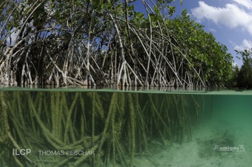 ED482 Mangrove Mayhem