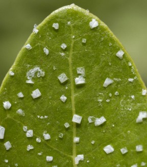 ED482 Turning Up the Urban Heat Brazil Leaf