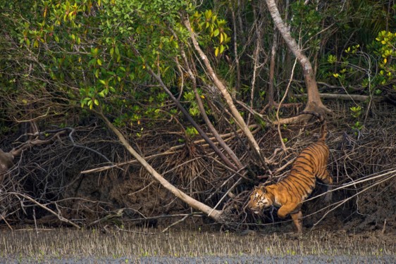 ED482 Mangrove Mayhem Tiger