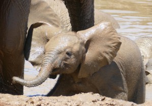 ED483 Beating the Heat Elephant