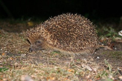 ED483 Beating the Heat Hedgehog