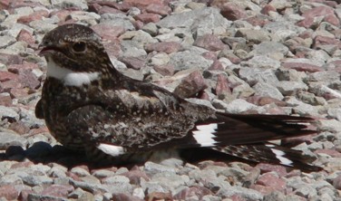 ED483 Beating the Heat Bird