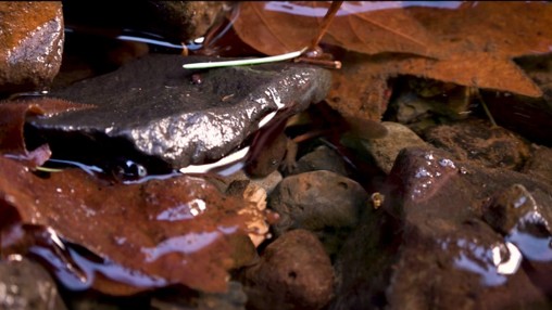 ED483 Beating the Heat Salamander