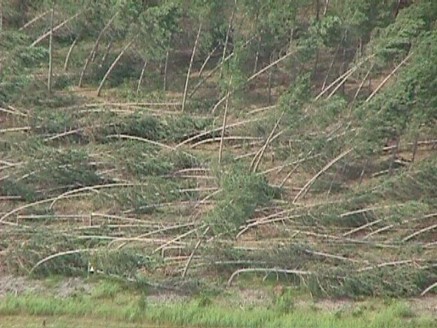 ED484 Dangerous Downbursts Downed Trees